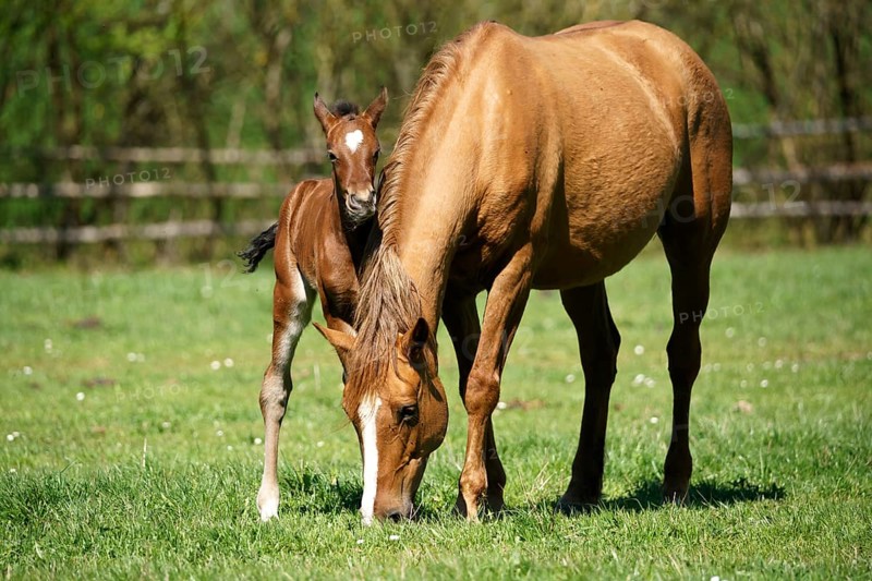 Domestic horses