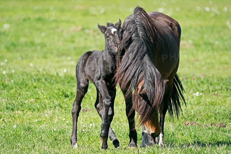 Domestic horses