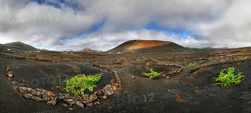 Vineyards with vines in semicircular walls in the lava fields of La Geria