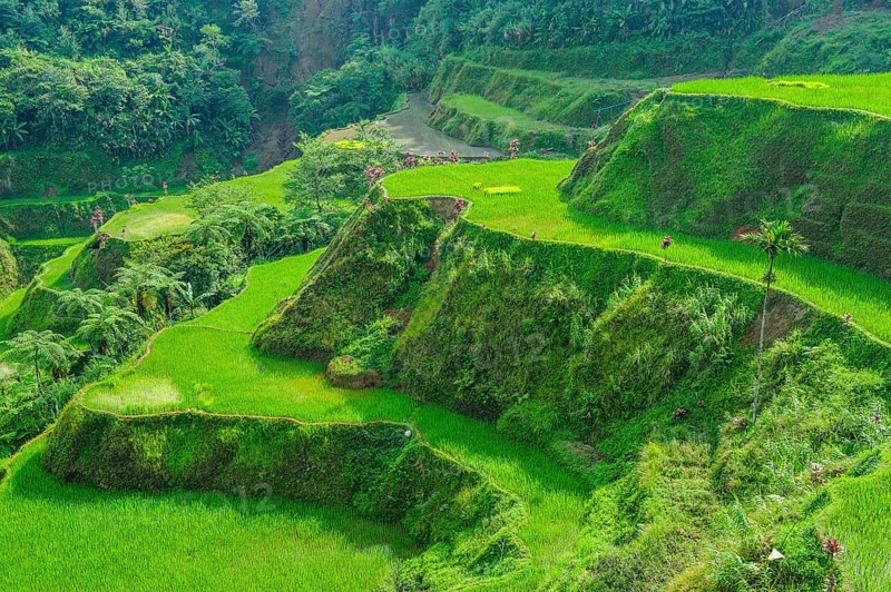 Hapao rice terraces