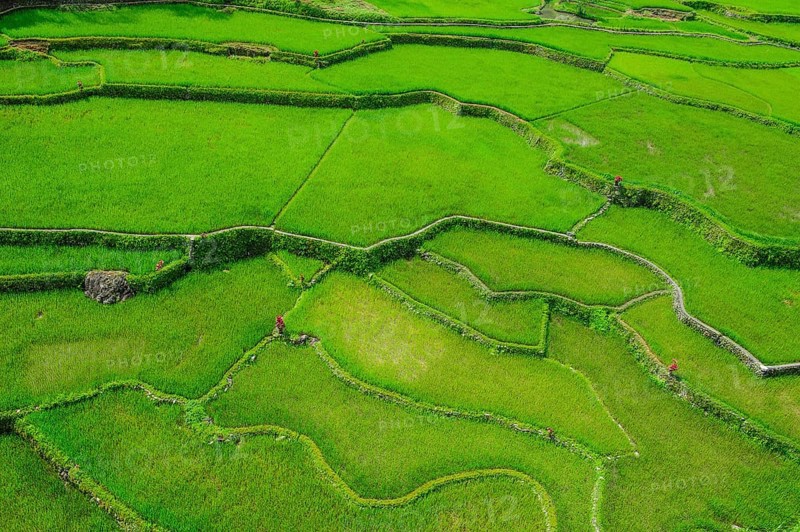 Hapao rice terraces