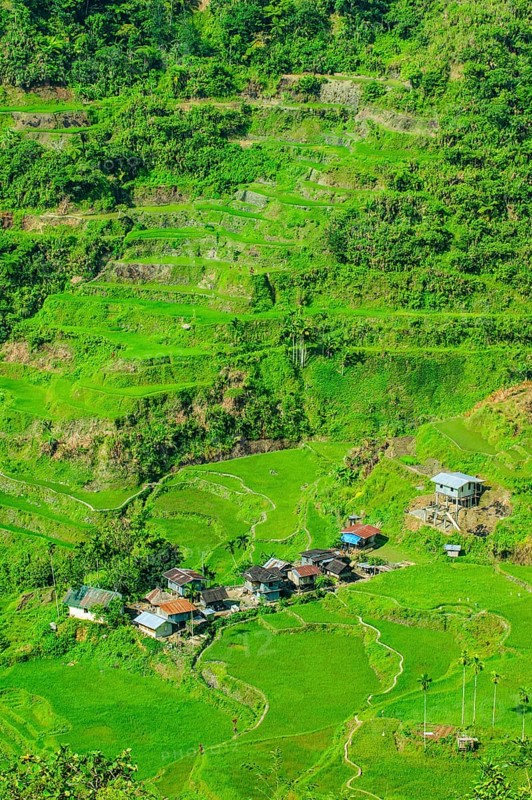 Hapao rice terraces
