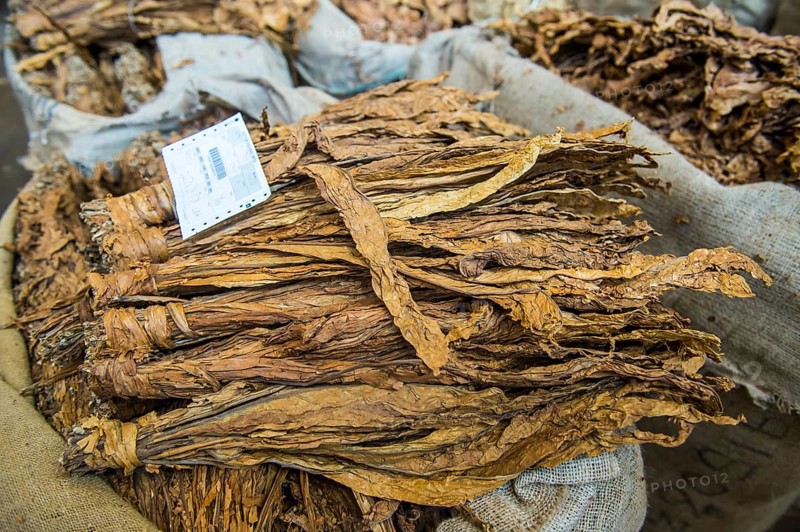 Dried tobacco leaves at a Tobacco auction