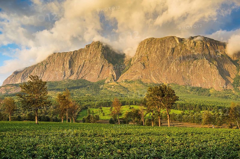 Tea plantation at Mount Mulanje