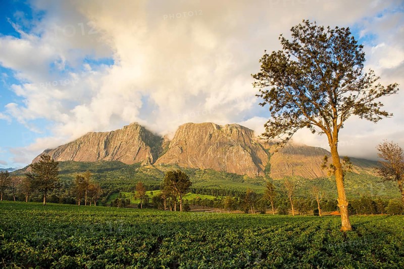 Tea plantation at Mount Mulanje