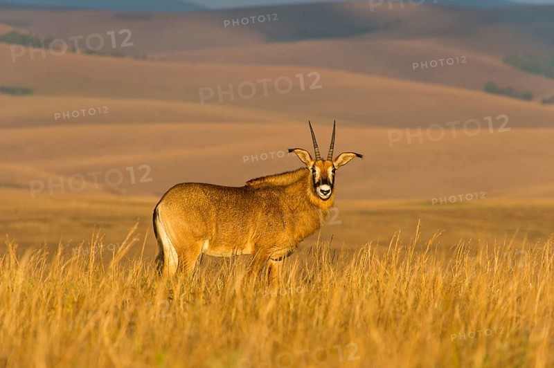 Roan antelope (Hippotragus equinus)