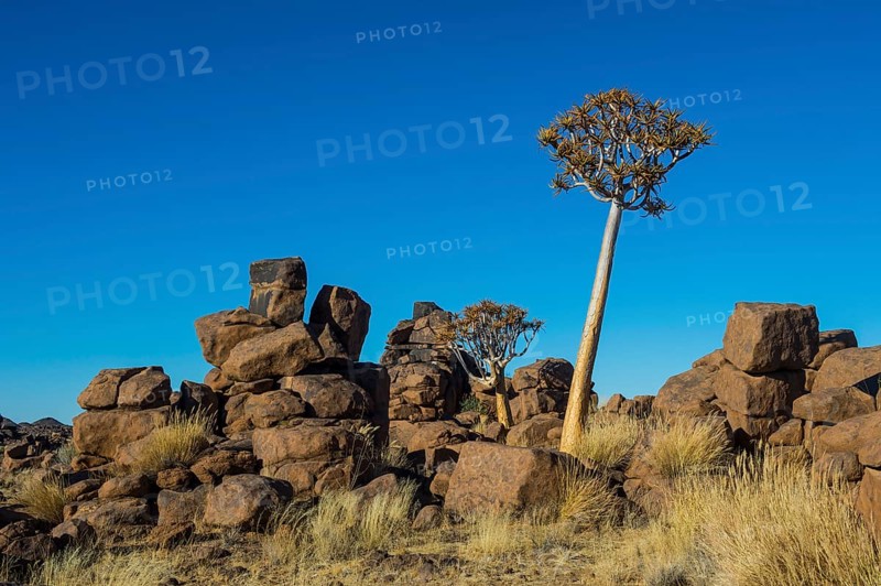 Quiver tree (Aloe dichotoma) between bizarre rock formations