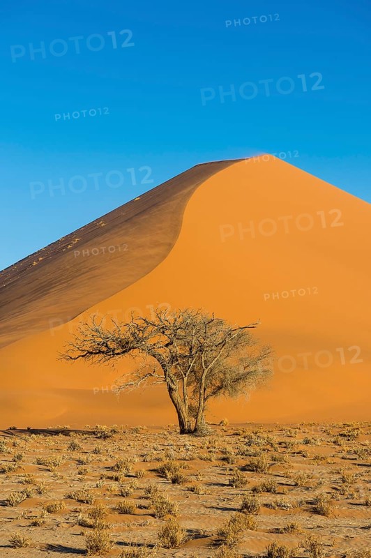 Camelthorn tree (Acacia erioloba) before the giant sanddune Dune 45