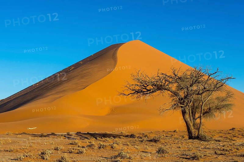 Camelthorn tree (Acacia erioloba) before the giant sanddune Dune 45
