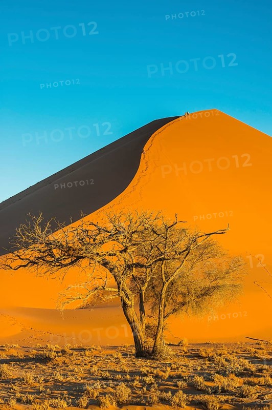 Camelthorn tree (Acacia erioloba) before the giant sanddune Dune 45