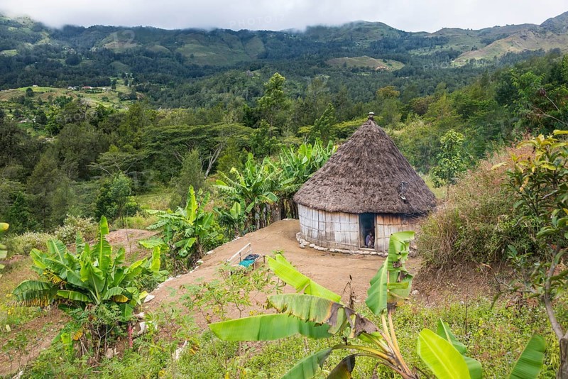Traditional reed hut with banana plants around in the mountains of Maubisse