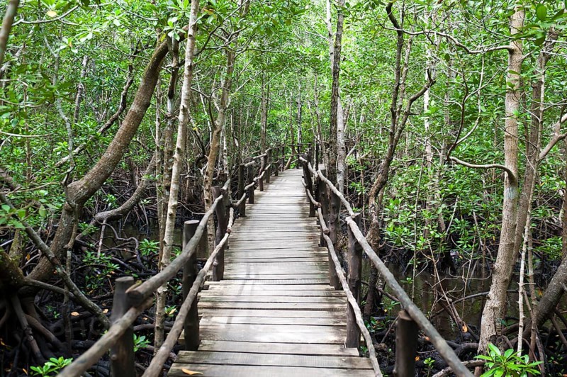 Wooden footbridge through mangroves (Rhizophora)