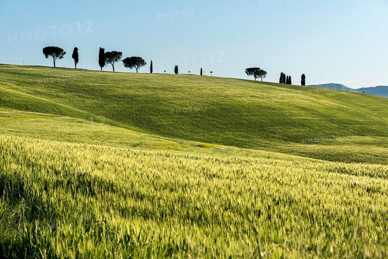 Tuscan landscape with cluster of trees on hill and cornfield