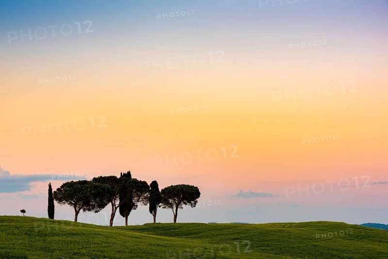 Tuscan landscape with cluster of trees