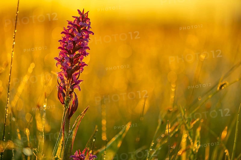 Broad-leaved marsh orchid (Dactylorhiza majalis) in a meadow in the back light in the early morning at sunrise