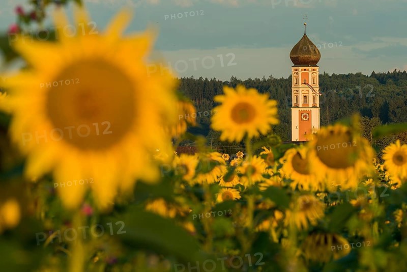 Parish Church of the Assumption of the Virgin Mary with sunflower field