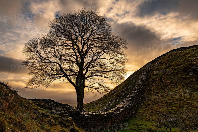 Autumn tree on a stone wall in a depression with a dramatic lighting atmosphere