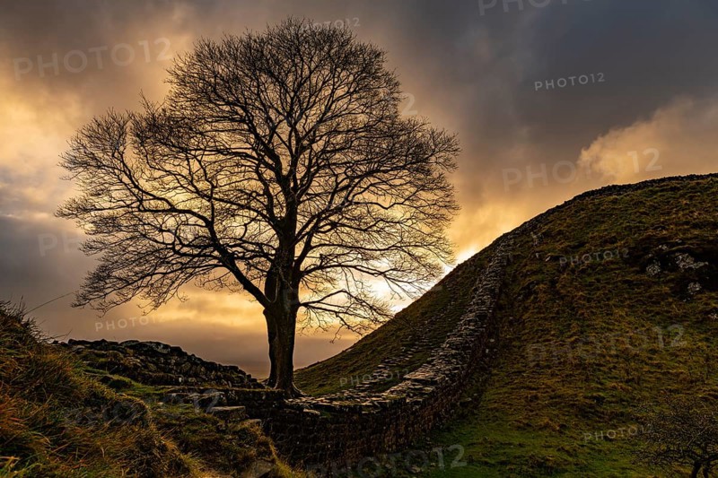 Autumn tree on a stone wall in a depression with a dramatic lighting atmosphere
