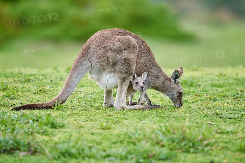 Eastern grey kangaroo (Macropus giganteus)