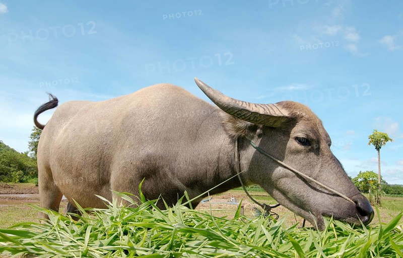 Water buffaloÂ orÂ domestic Asian water buffaloÂ  (Bubalus bubalis) eating grass