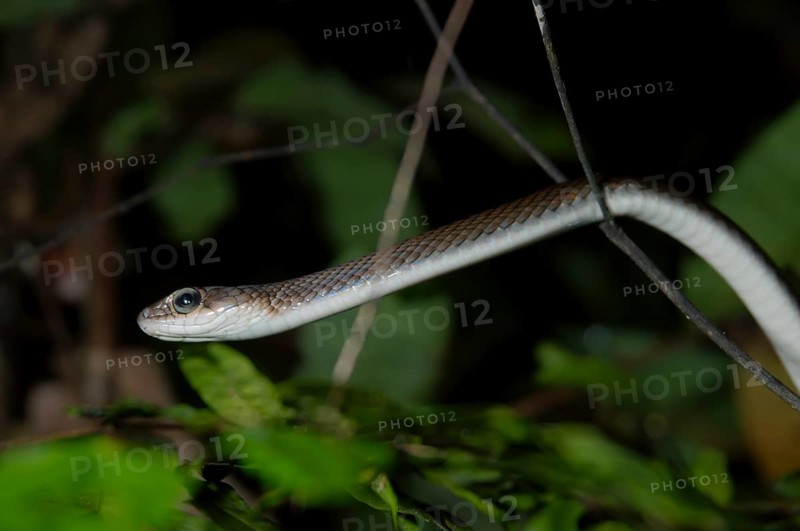 Paradise tree snake or Paradise flying snake (Chrysopelea paradisi)