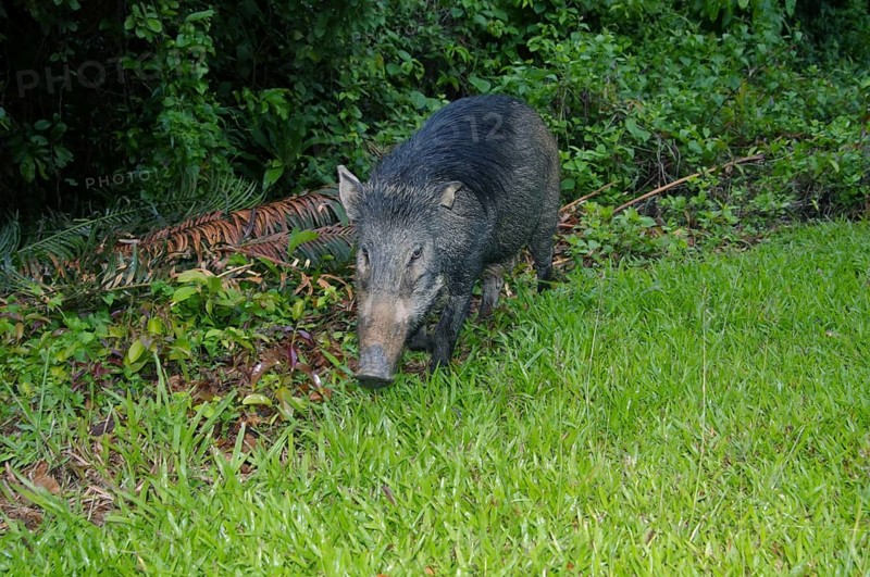 Wild boar