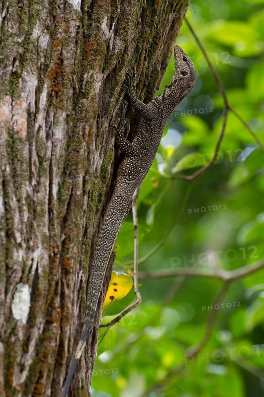 Asian water monitor or Aquatic Varan (Varanus salvator)
