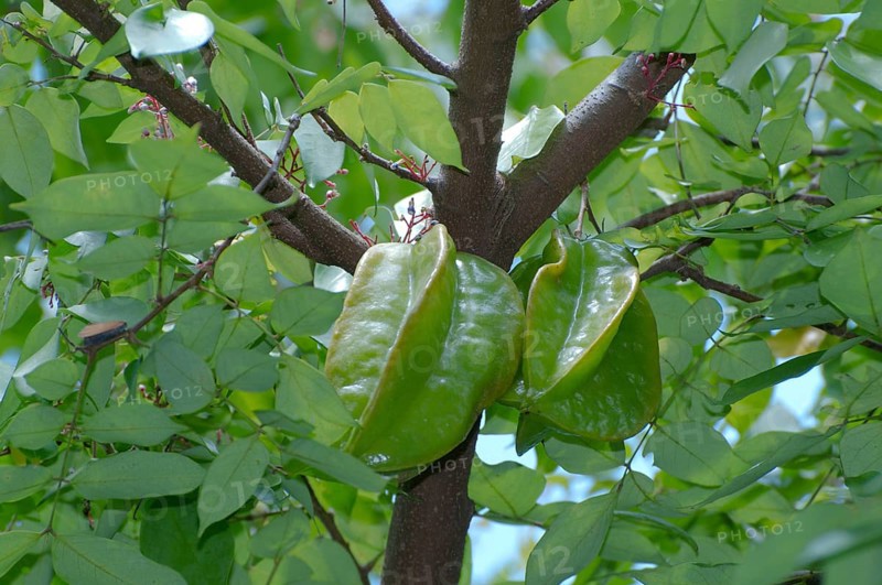 Star fruit