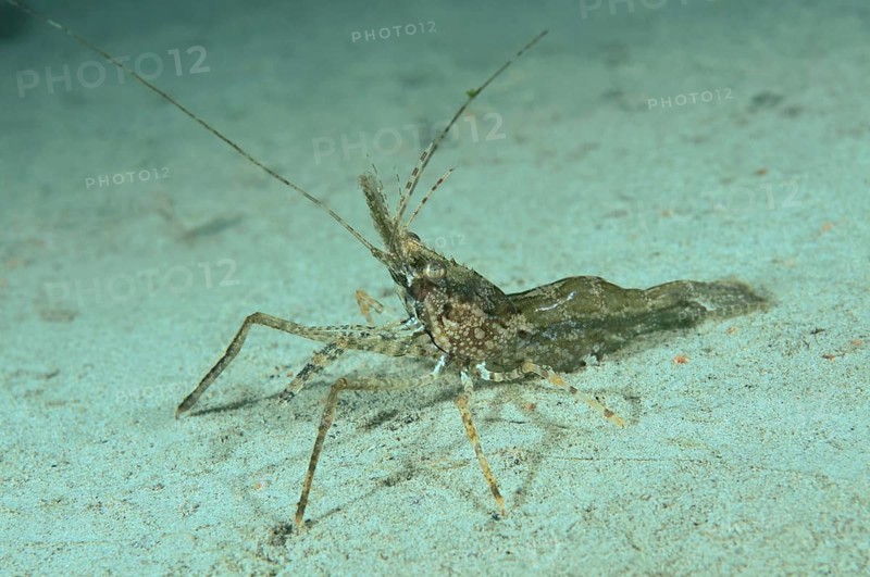 Shrimp (Palaemon sp.)