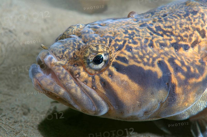 Prickleback