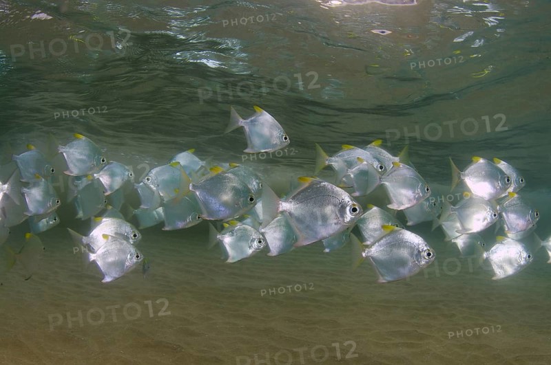 School of Silver Moonfish (Monodactylus argenteus)