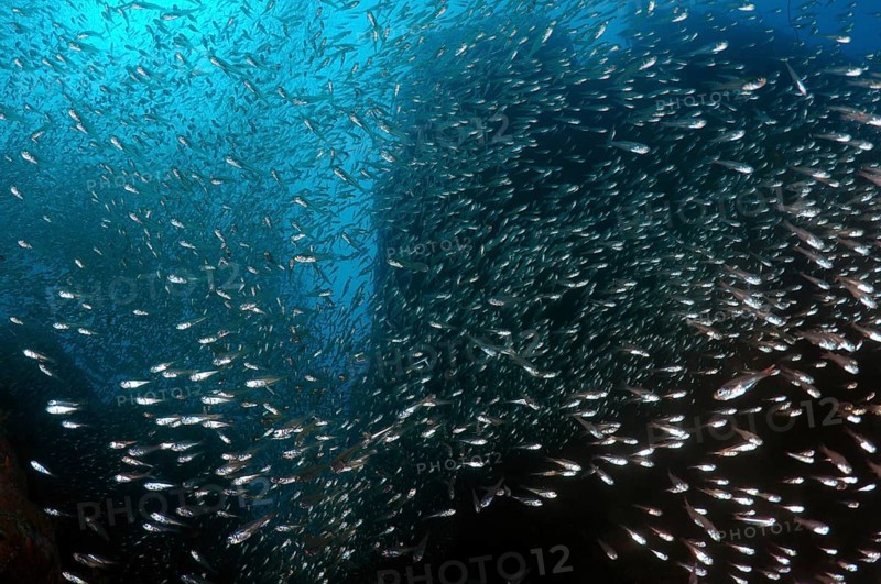 School of Pigmy Sweeper (Parapriacanthus ransonneti) swimming near coral reef