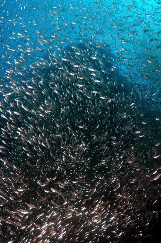 School of Silver Sweeper