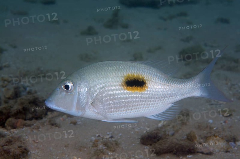 Thumbprint emperor (Lethrinus harak)