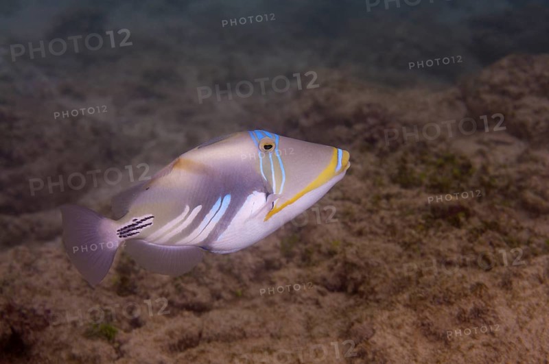 Blackbar triggerfish (Rhinecanthus aculeatus)
