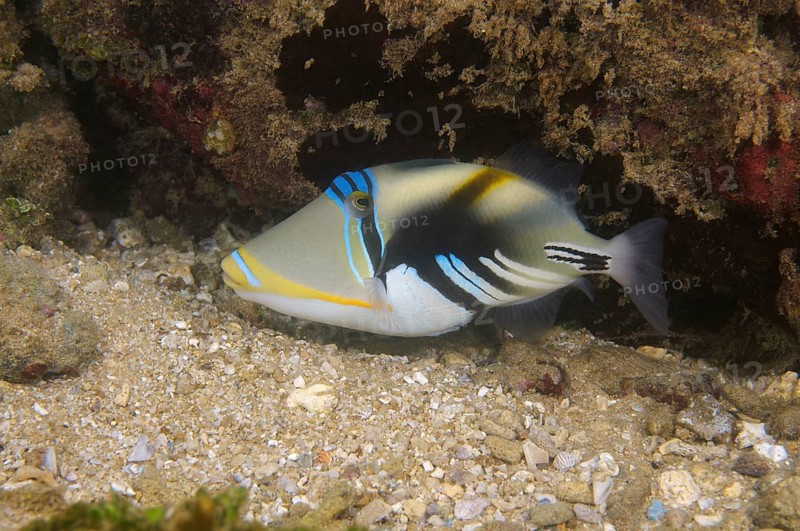 Blackbar triggerfish (Rhinecanthus aculeatus)