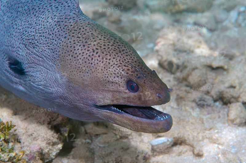 Giant Moray Eel (Muraena helena)