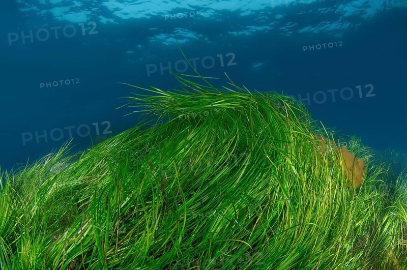 Underwater flowering plants