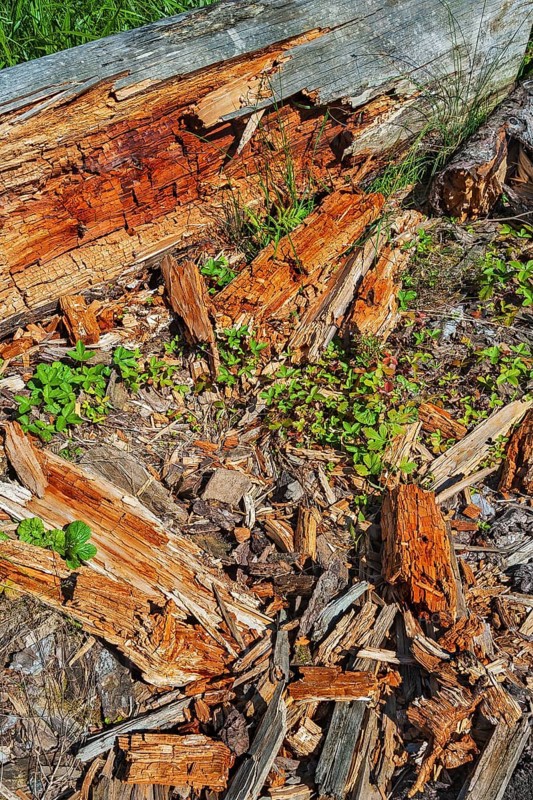 Rotten tree trunk decomposing on the ground