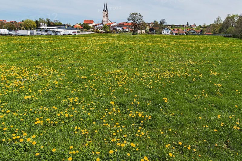 Spring meadow with ordinary Dandelion (Taraxacum sect. Ruderalia) near Tuntenhausen