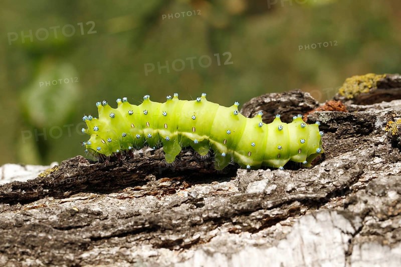 Large Emperor Moth (Saturnia pyri)
