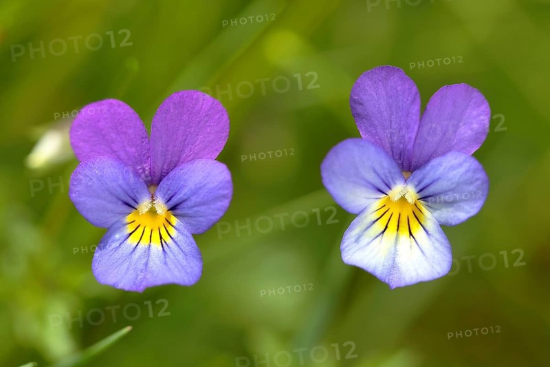 Heartsease (Viola tricolor)