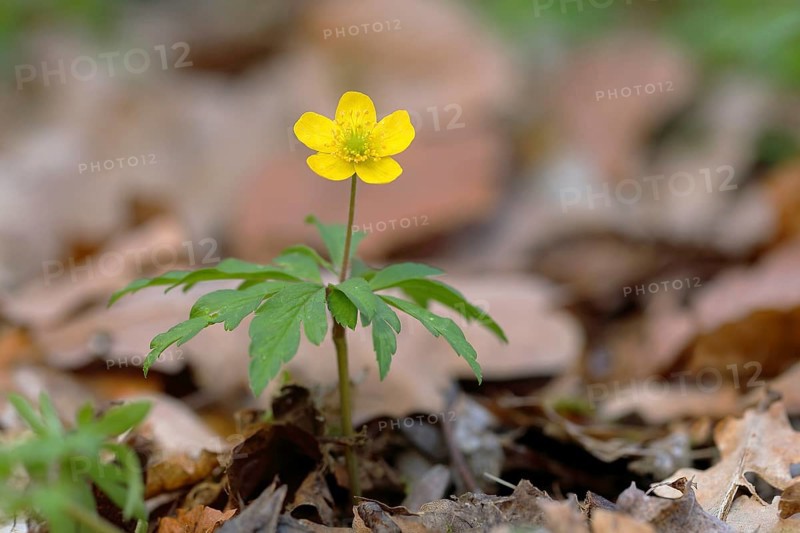 Yellow Anemone (Anemone ranunculoides)