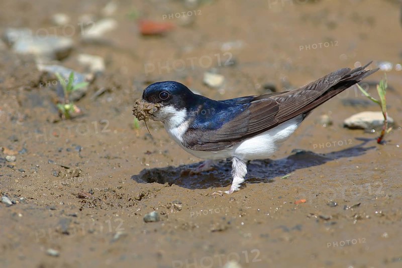 Maison Martin (Delichon urbicum)