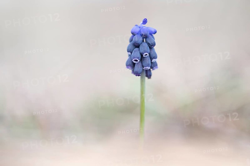 Grape Hyacinth (Muscari botryoides)