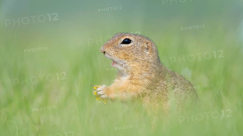 Suslik (Spermophilus citellus) in Wiese