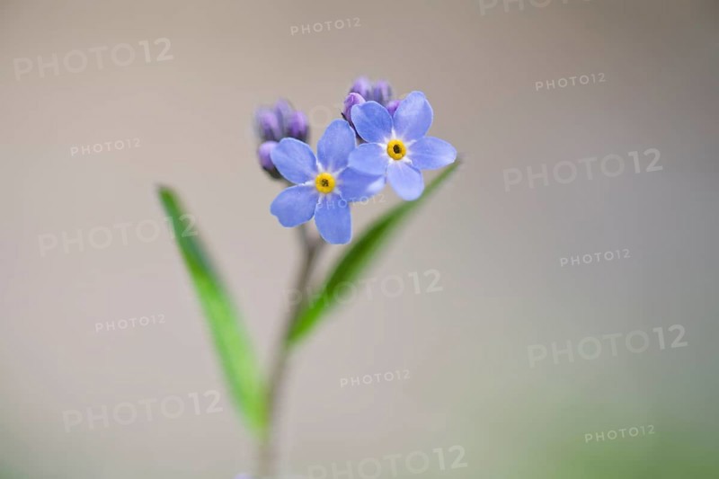 Wood forget-me-not (Myosotis sylvatica)