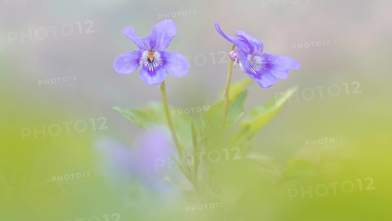 Early-dog violet (Viola reichenbachiana)