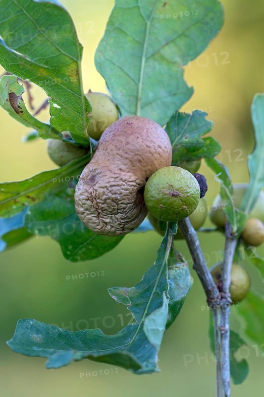 Several oak apples on a branch of an oak (Quercus)