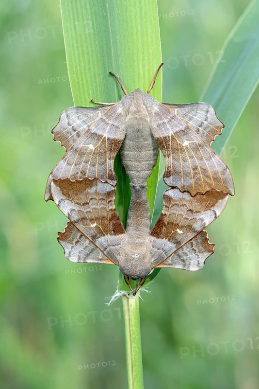 Poplar Hawk-moth (Laothoe populi)